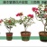 三角梅树苗盆栽庭院攀援花卉四季开花重瓣三角梅花苗