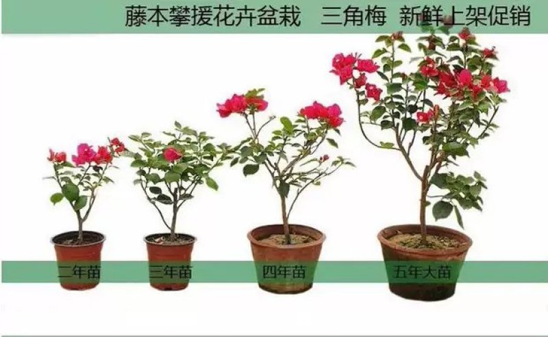 三角梅树苗盆栽庭院攀援花卉四季开花重瓣三角梅花苗