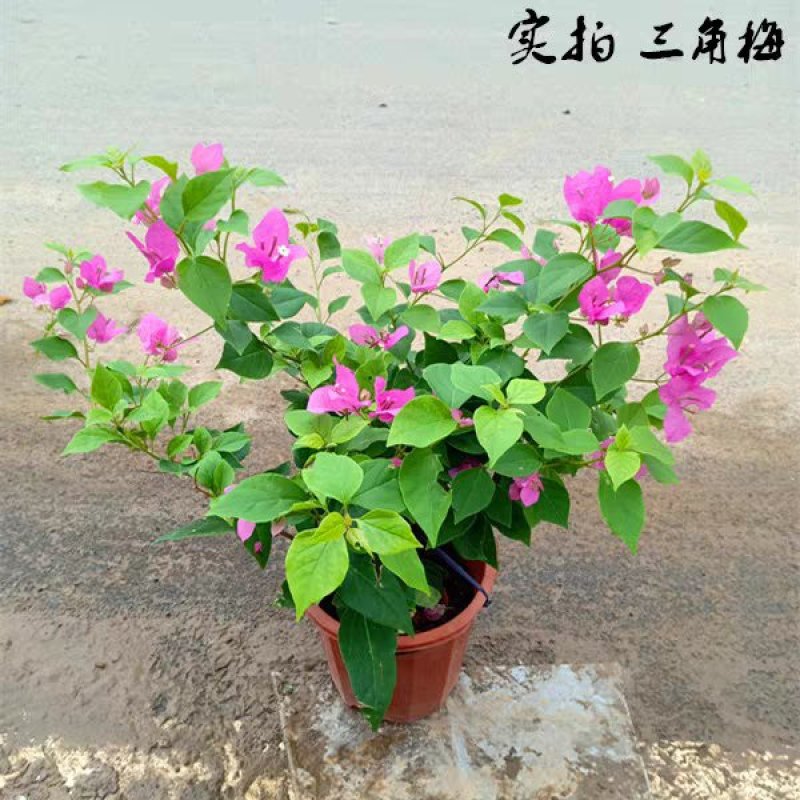 三角梅树苗盆栽庭院攀援花卉四季开花重瓣三角梅花苗