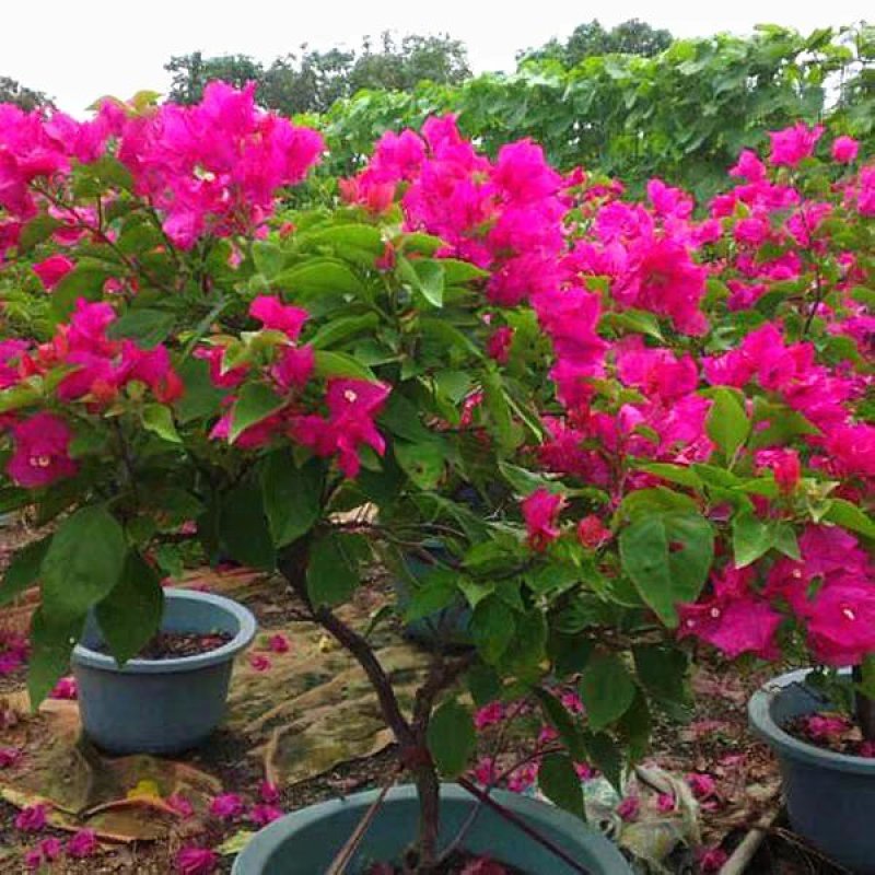 三角梅树苗盆栽庭院攀援花卉四季开花重瓣三角梅花苗