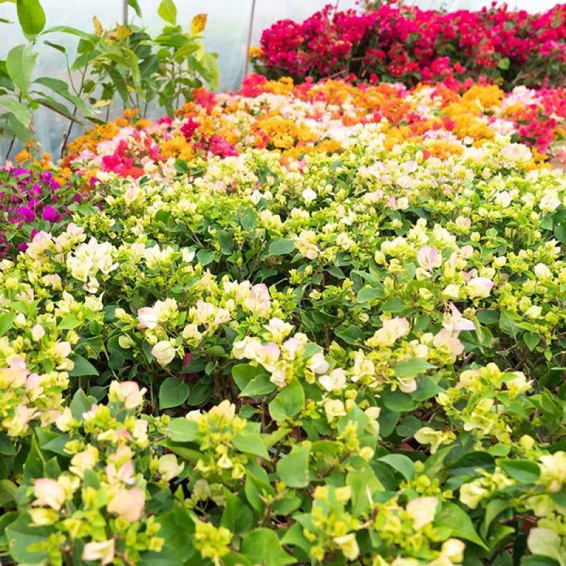 三角梅树苗盆栽庭院攀援花卉四季开花重瓣三角梅花苗