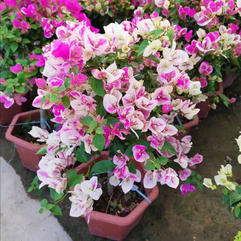 三角梅树苗盆栽庭院攀援花卉四季开花重瓣三角梅花苗