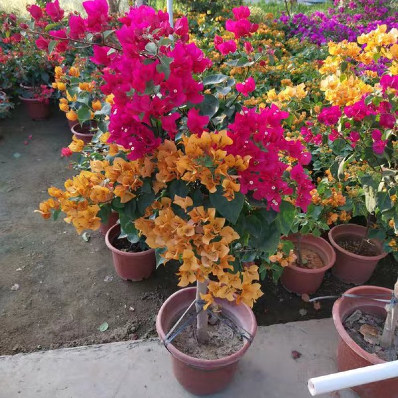 三角梅树苗盆栽庭院攀援花卉四季开花重瓣三角梅花苗