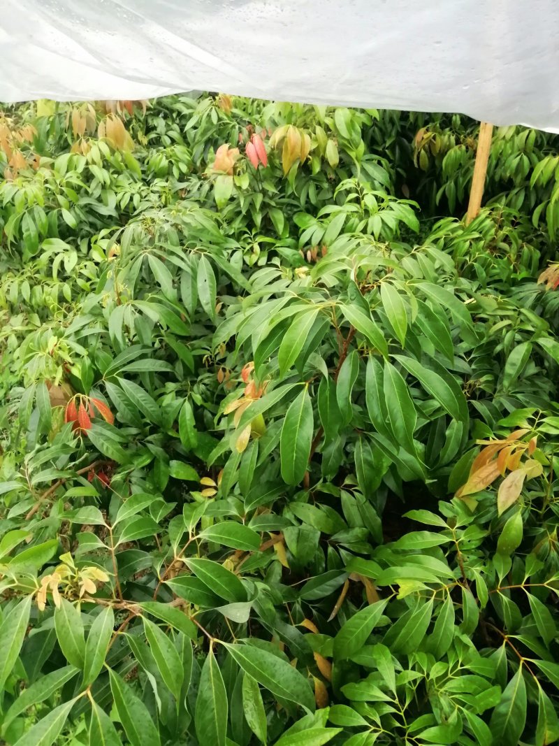 黑叶荔枝树苗嫁接苗包正宗广西苗圃发货