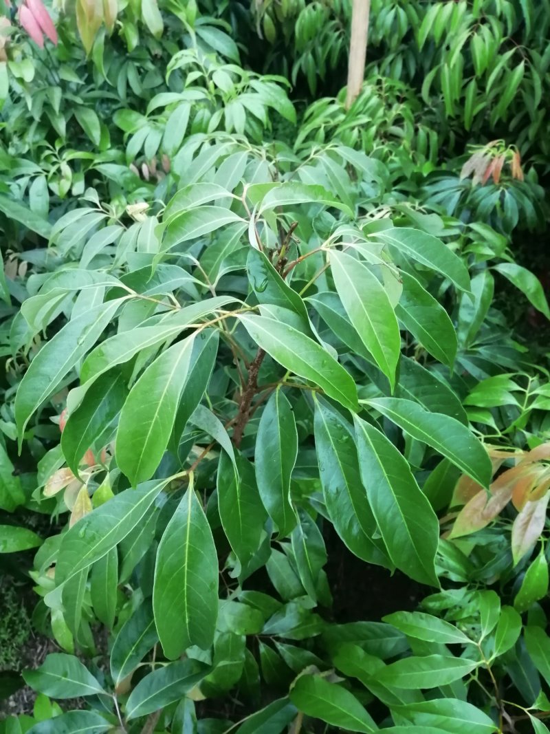 黑叶荔枝树苗嫁接苗包正宗广西苗圃发货