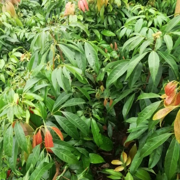 黑叶荔枝树苗嫁接苗包正宗广西苗圃发货