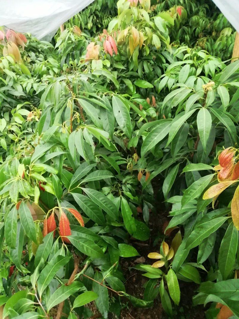 黑叶荔枝树苗嫁接苗包正宗广西苗圃发货