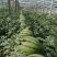 陕西大荔县大棚甜王西瓜大量供货，对接全国客户一手货源