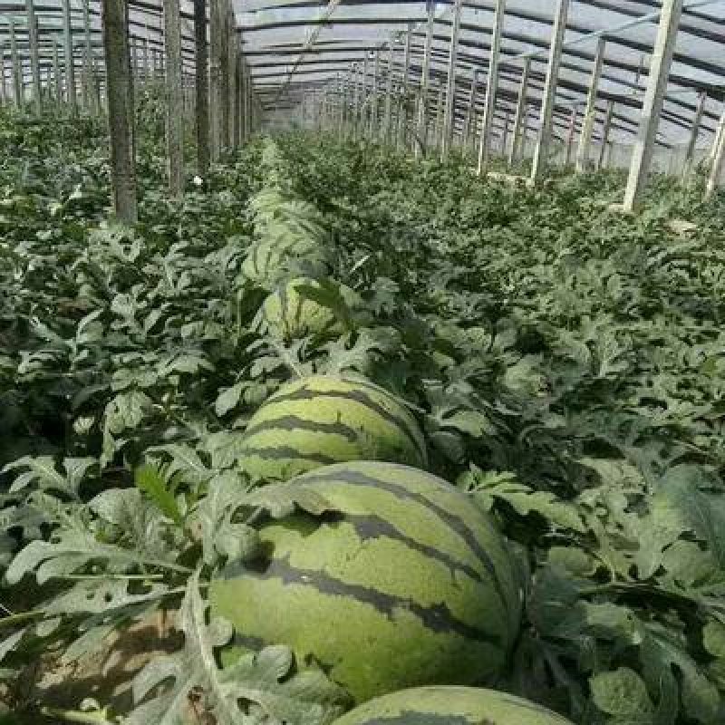 陕西大荔县大棚甜王西瓜大量供货，对接全国客户一手货源