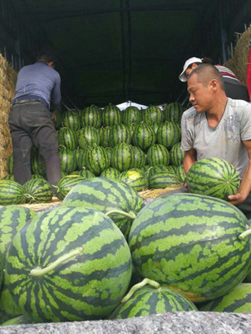 陕西大荔县大棚甜王西瓜大量供货，对接全国客户一手货源