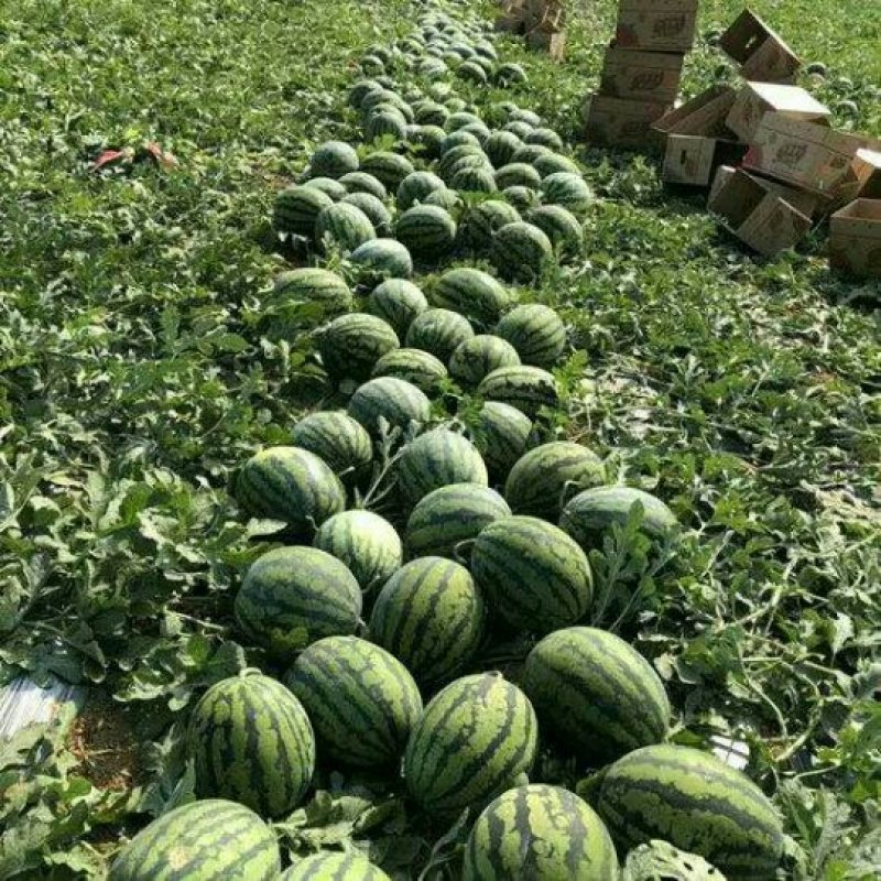 陕西大荔县大棚甜王西瓜大量供货，对接全国客户一手货源