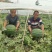 陕西大荔县大棚甜王西瓜大量供货，对接全国客户一手货源