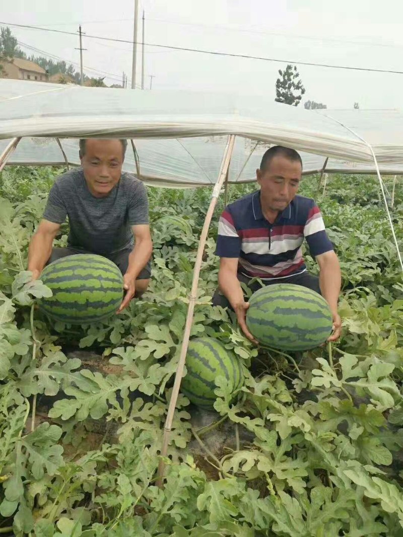 陕西大荔县大棚甜王西瓜大量供货，对接全国客户一手货源