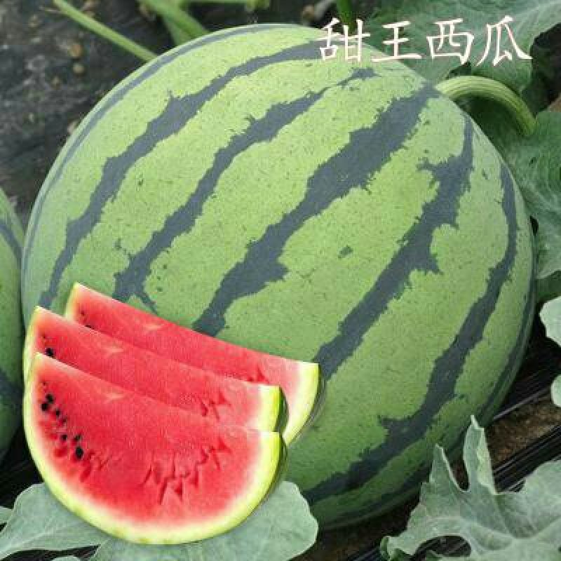 陕西大荔县大棚甜王西瓜大量供货，对接全国客户一手货源