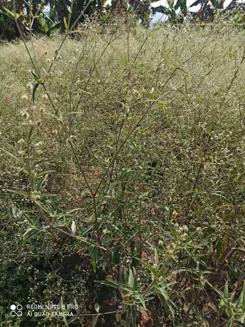 巴西人参苗包正宗带叶子发货广西苗圃发货