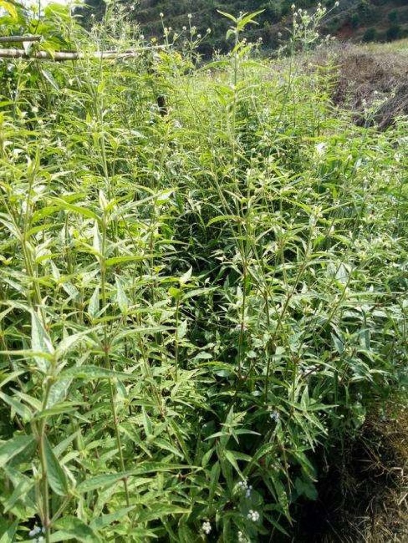 巴西人参苗包正宗带叶子发货广西苗圃发货