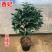 四季香妃茶花苗赤丹山茶花树苗带花苞浓香型庭院室内好养树苗