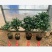 四季香妃茶花苗赤丹山茶花树苗带花苞浓香型庭院室内好养树苗