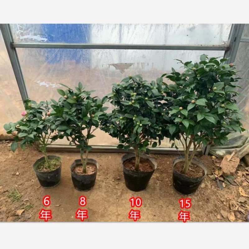 四季香妃茶花苗赤丹山茶花树苗带花苞浓香型庭院室内好养树苗