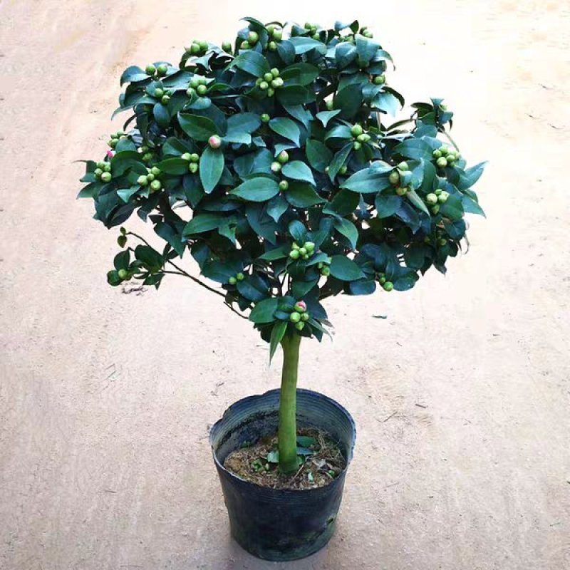 四季香妃茶花苗赤丹山茶花树苗带花苞浓香型庭院室内好养树苗