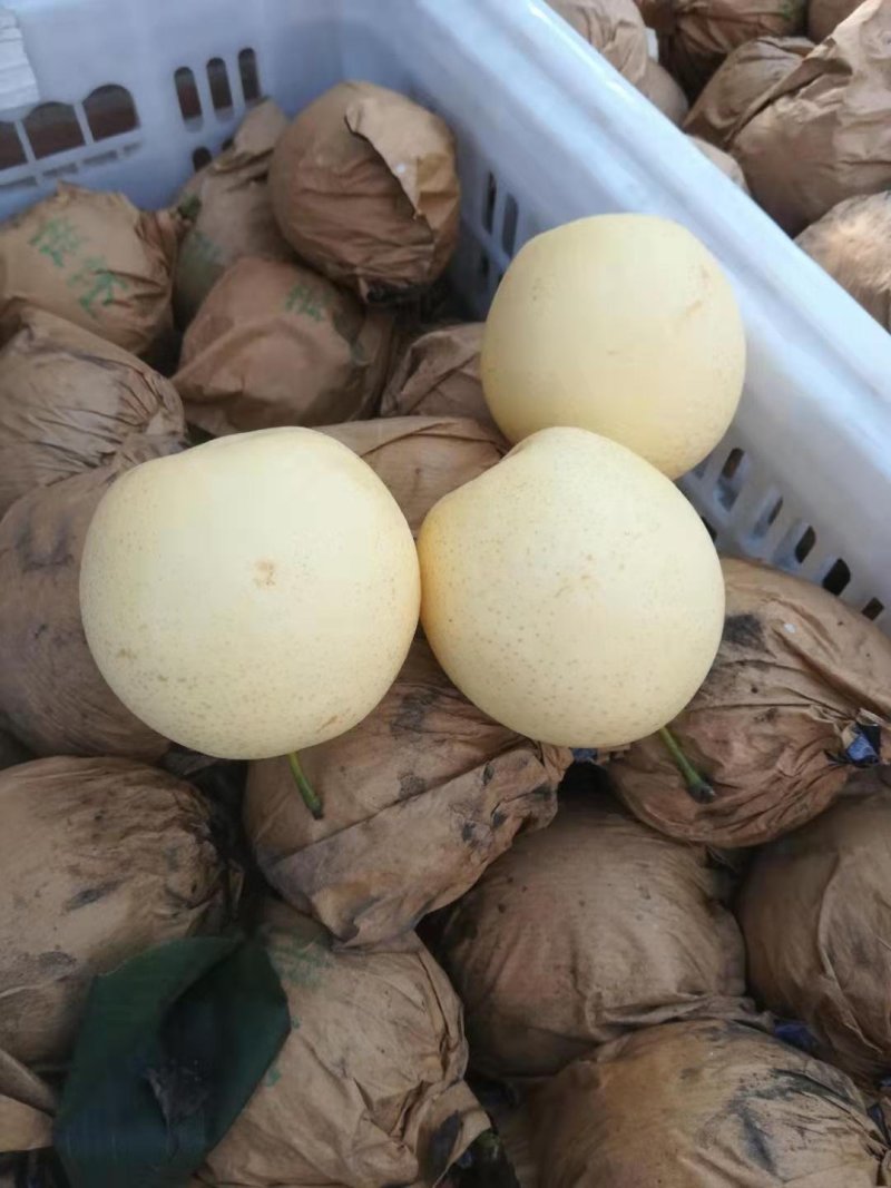 带袋皇冠梨，质量好，甜脆，皮薄，产地直销，每天供应