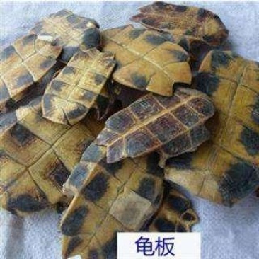 龟板汉龟板批发代购千种中药材