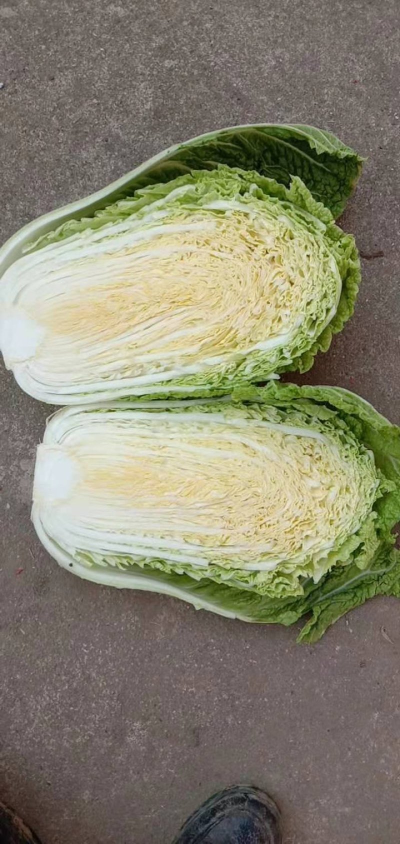 义和秋-白菜颜色绿3~5斤黄心白菜！质量杠杠滴！