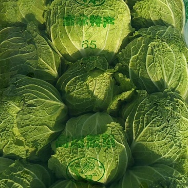 义和秋-白菜颜色绿3~5斤黄心白菜！质量杠杠滴！