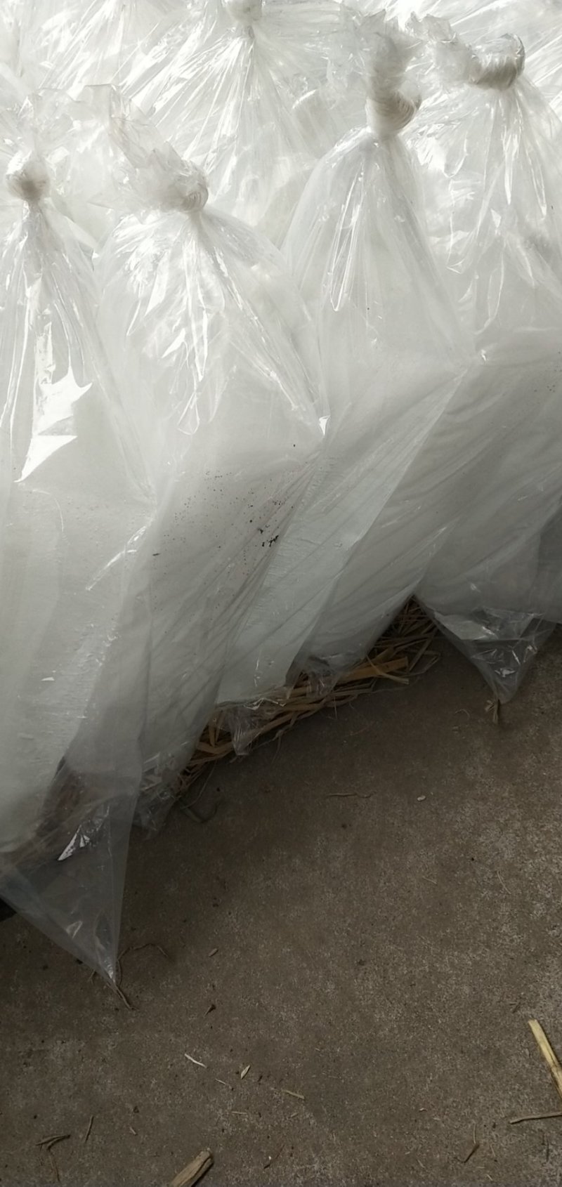 汉源红根蒜苗，嫩，脆，香，量大，有几百万亩。