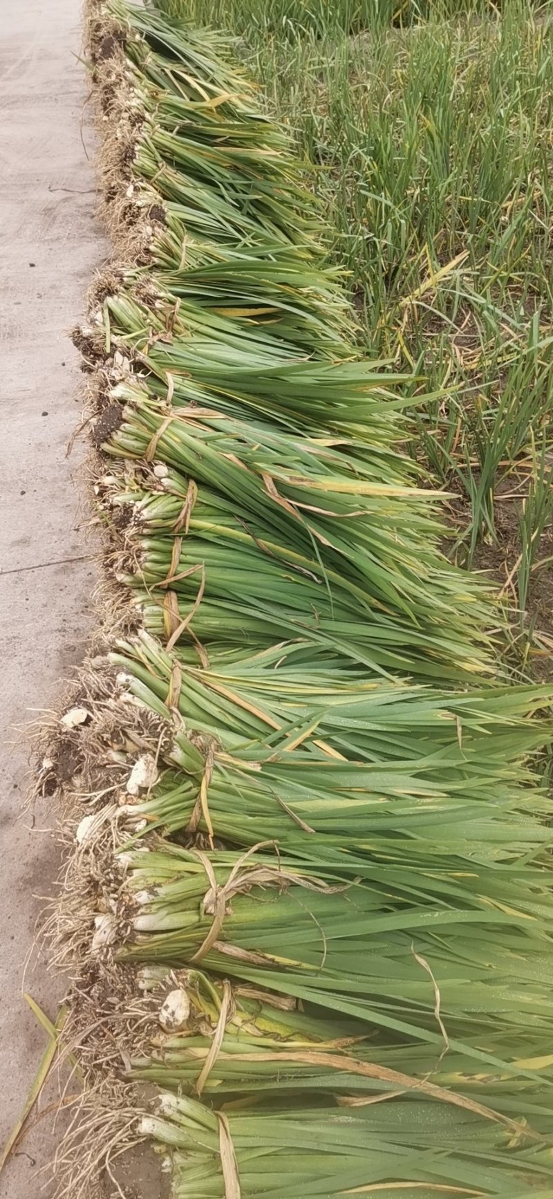 德国鸢尾常绿水生鸢尾水生植物观赏草基地直销