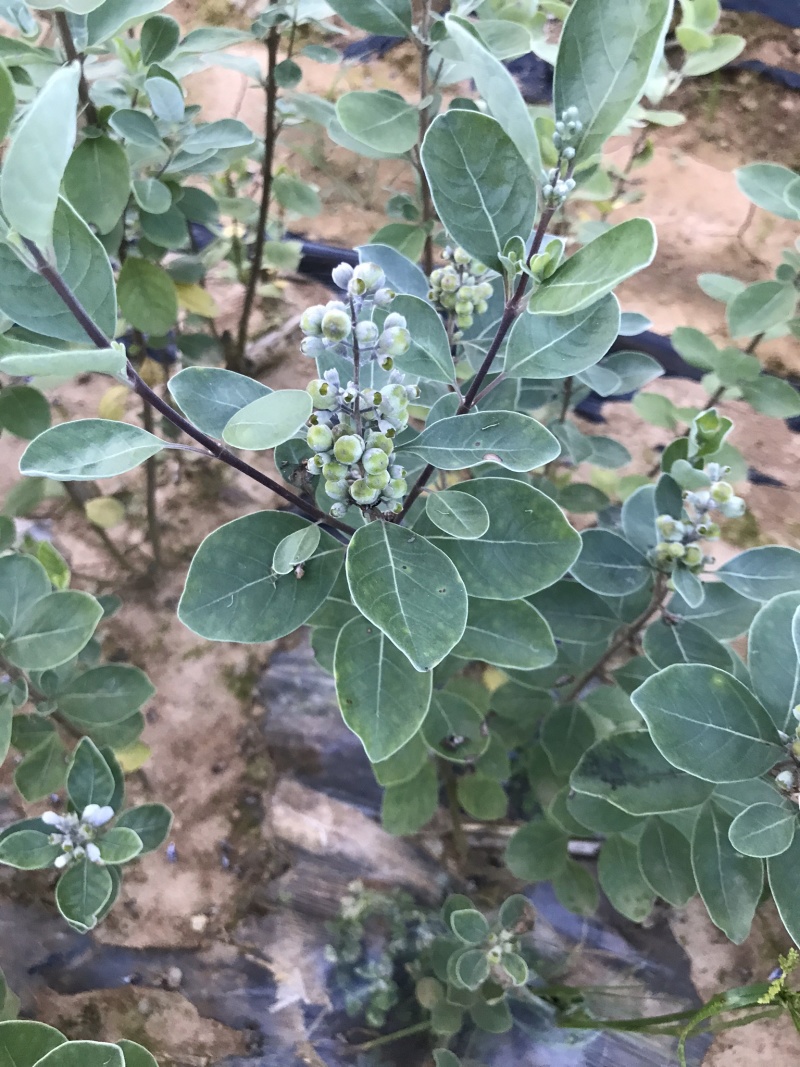 蔓荆子种苗中药材种苗蔓荆子苗江西单叶蔓荆子扦插大苗