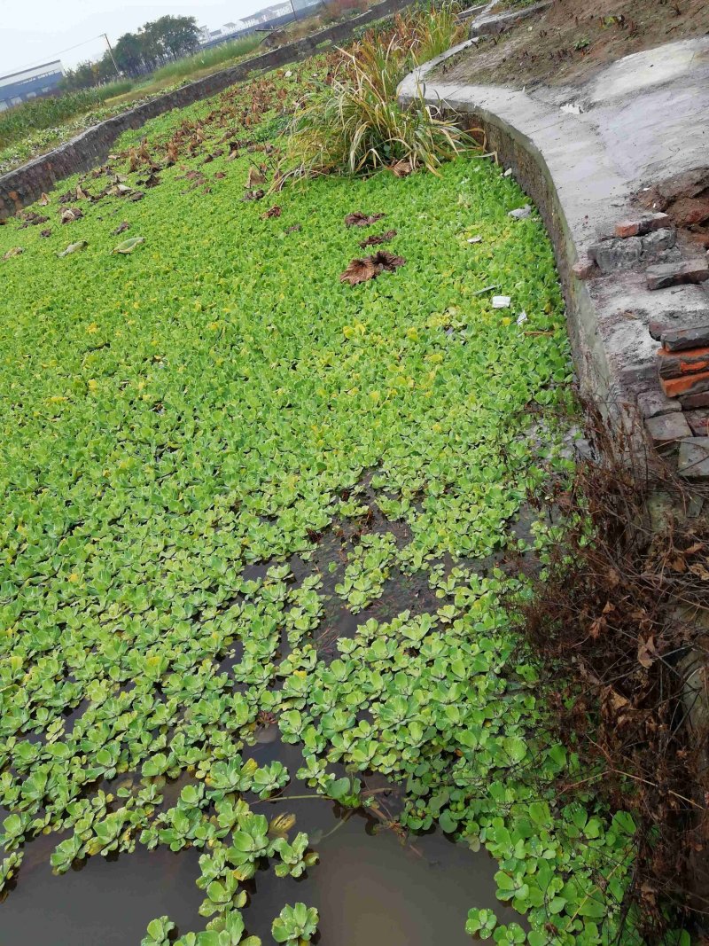 大薸水白菜水芙蓉水生植物观赏草基地直销