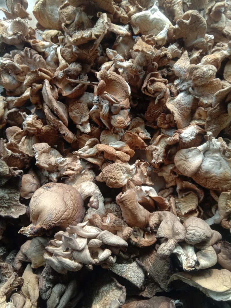 河北邯郸元蘑条菇平菇凤尾菇量大从优