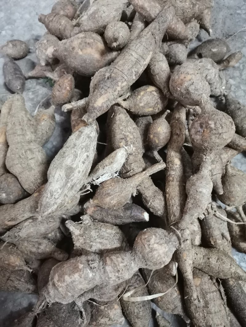 纯野生牛大力