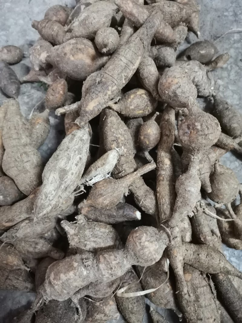 纯野生牛大力
