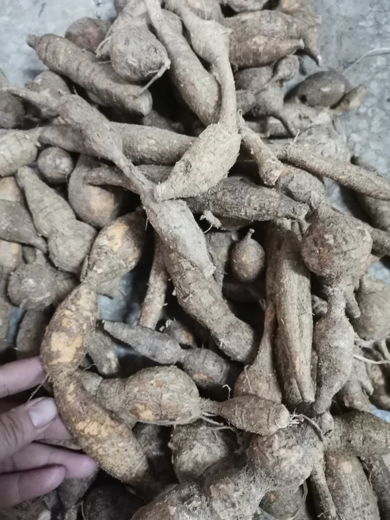 纯野生牛大力