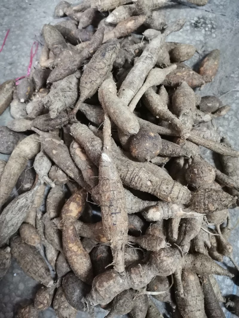 纯野生牛大力