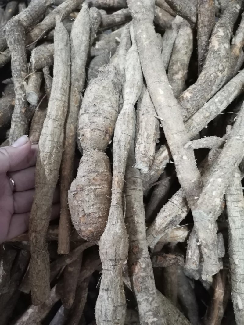 纯野生牛大力