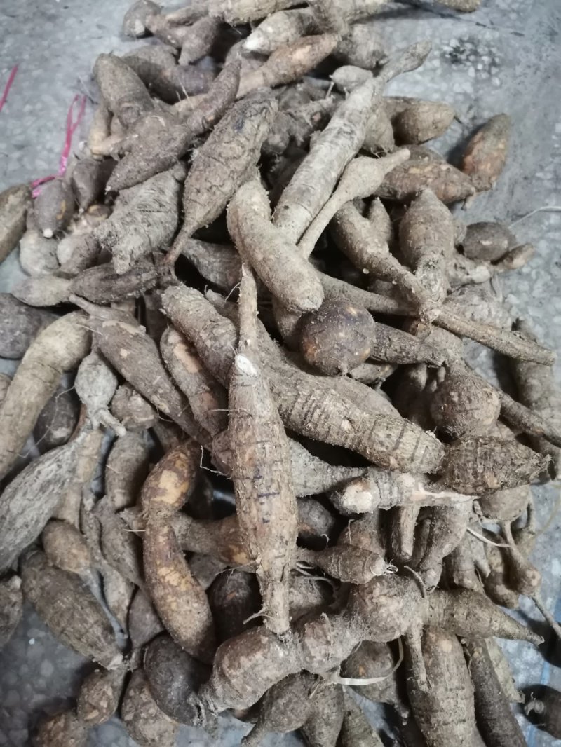 纯野生牛大力