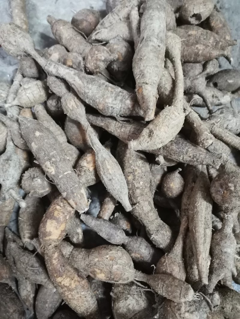 纯野生牛大力