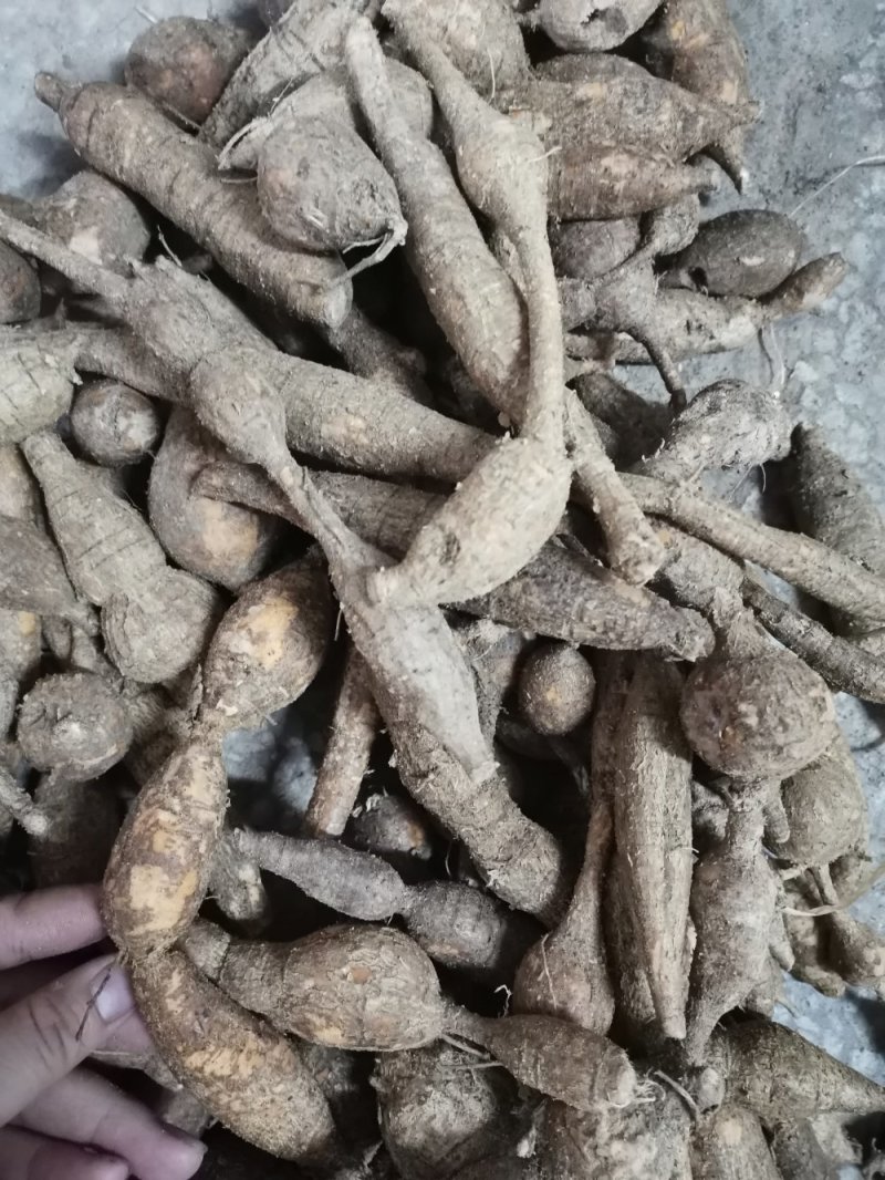 纯野生牛大力