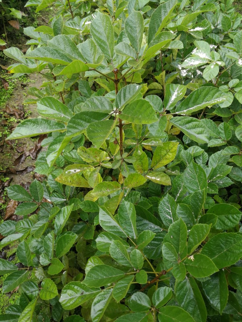活动(看详情)多花黄花风铃木2000棵起5000棵1.8