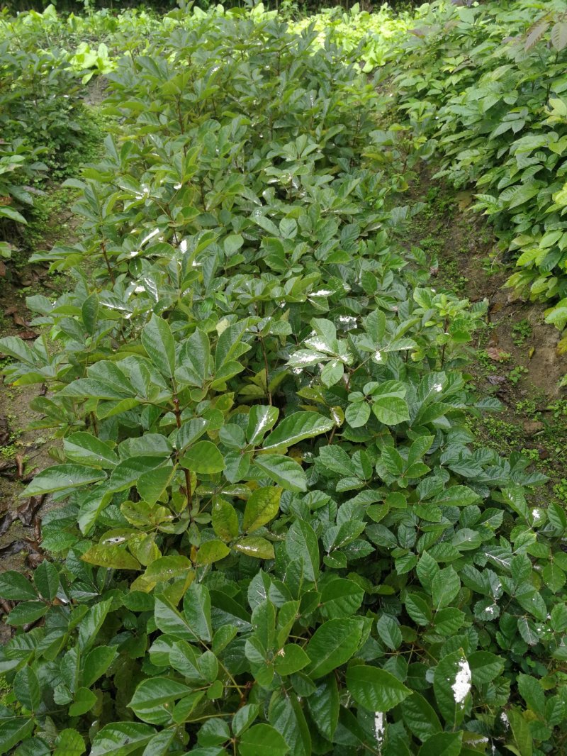 活动(看详情)多花黄花风铃木2000棵起5000棵1.8
