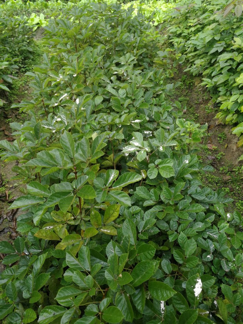 活动(看详情)多花黄花风铃木2000棵起5000棵1.8