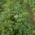 活动(看详情)多花黄花风铃木2000棵起5000棵1.8