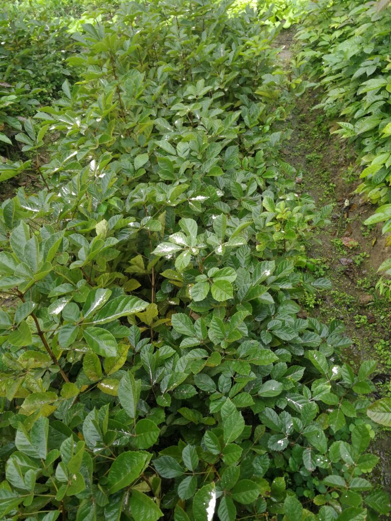 活动(看详情)多花黄花风铃木2000棵起5000棵1.8