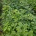紫花风铃木(多花紫花风铃木袋苗)二百棵起售(有便宜货)