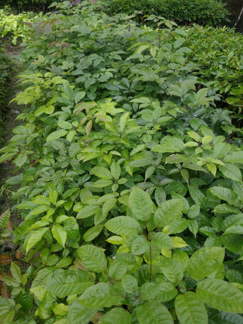 紫花风铃木(多花紫花风铃木袋苗)二百棵起售(有便宜货)