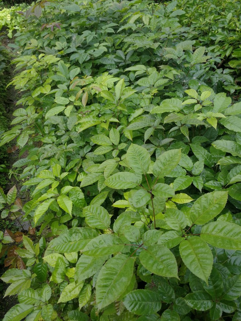 紫花风铃木(多花紫花风铃木袋苗)二百棵起售(有便宜货)