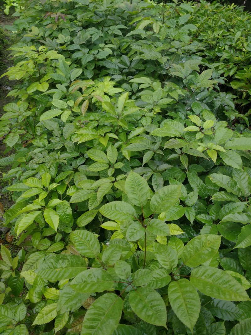 紫花风铃木(多花紫花风铃木袋苗)二百棵起售(有便宜货)